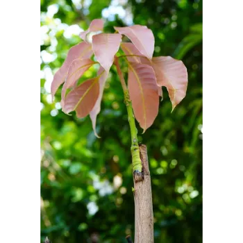 Organic Dry Mango Leaves